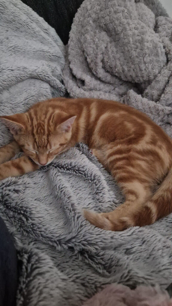4 x kittens left