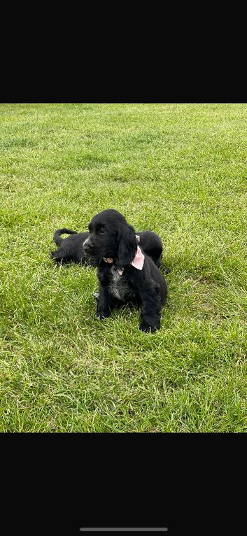 Show type  cocker spaniel