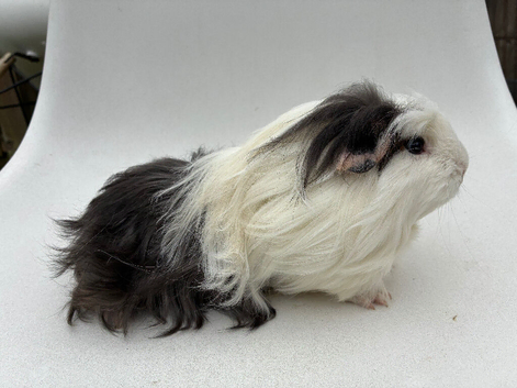 Coronet baby boar