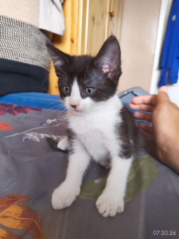 2 identical boy and girl tuxedo kitten