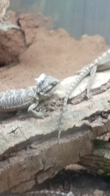 Babies bearded dragons