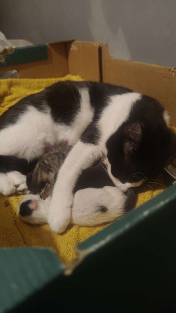 Male kitten for sale