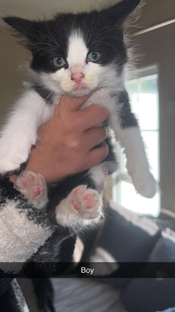 6 kittens ready now