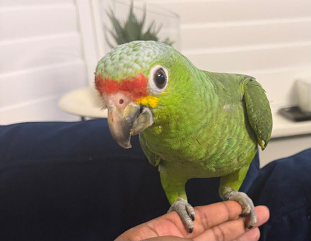 Handreard baby red lord Amazon for sale or px