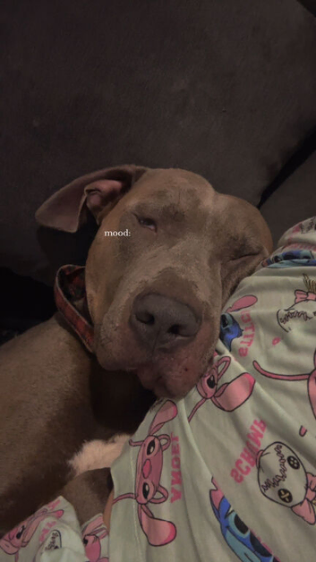 3 year old bully male