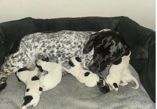 white dashund puppies