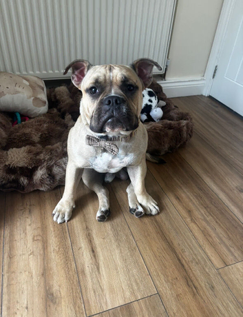 Old tyme bulldog for stud
