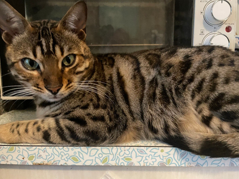 Neuteured bengal looking for loving home