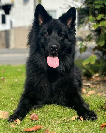 Black german shepherd stud