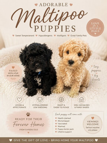 Stunning Maltipoo puppies !