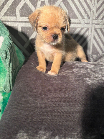 Brussels Griffon