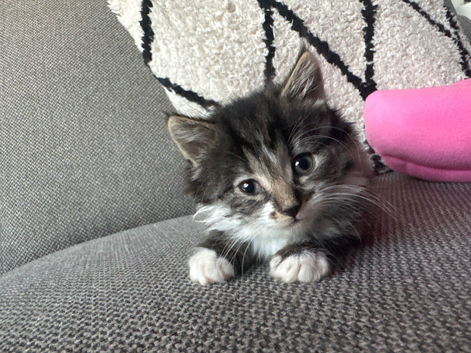 Beautiful fluffy tabby girl