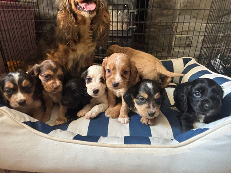 show type cocker spaniels