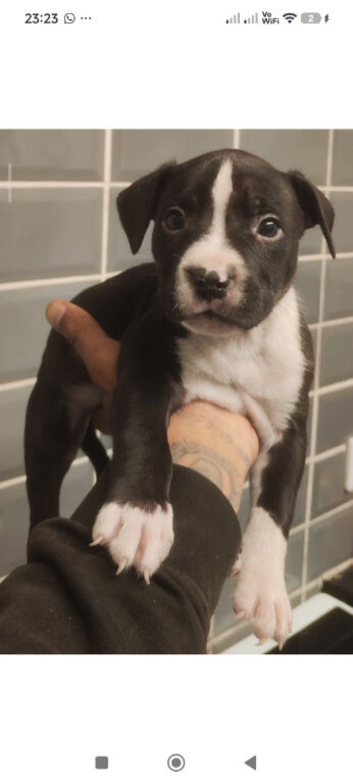 Staffordshire bulldog/terrier/collie mix puppys