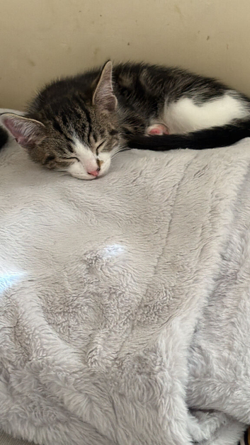 2 kittens for sale