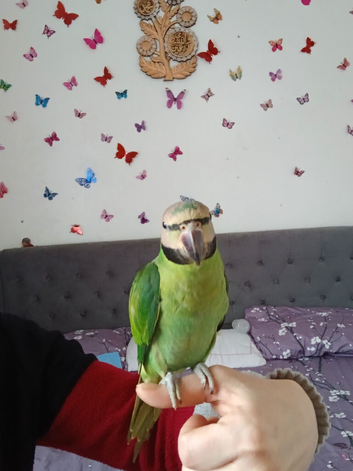 Moustache