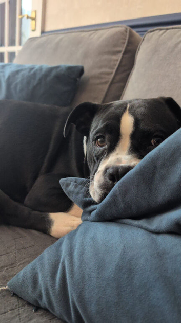 9 month old Boxer cross for adoption