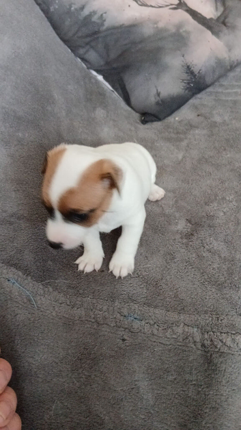 JACK RUSSELL PUPPIES