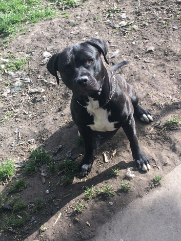 Staffy cross looking for new home