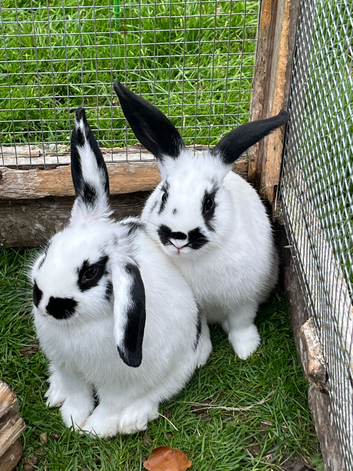 Mini lop cross English spot baby bunnies