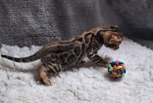 Last one of the litter. Male Bengal kitten