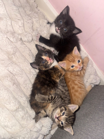 4 kittens