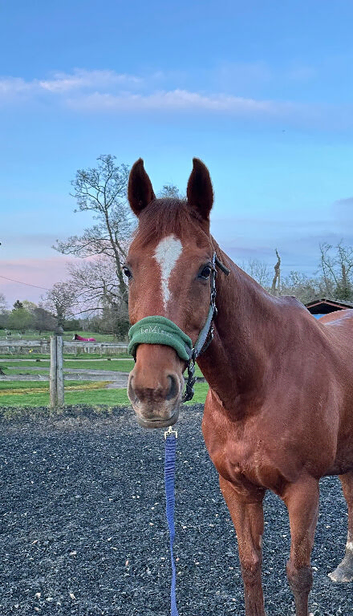 Kitty &ndash; 15.2hh Mare, 15 Years Old.