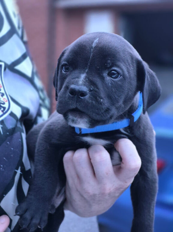 Cane corso cross staffy
