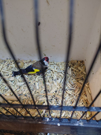 2  pair goldfinchs for sale 2025 close ring