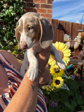 Miniature Piebald Dachshund puppy Girl