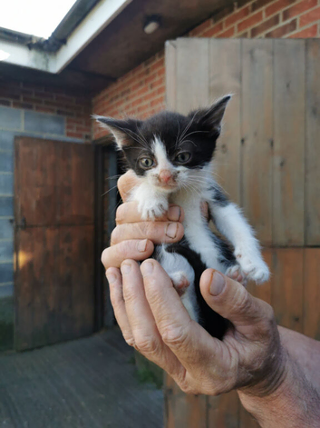 Farm/ stable Kittens