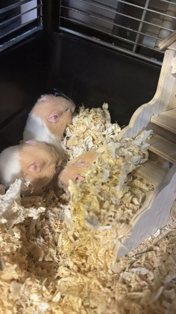 Baby Syrian Hamsters available now 2x boys left