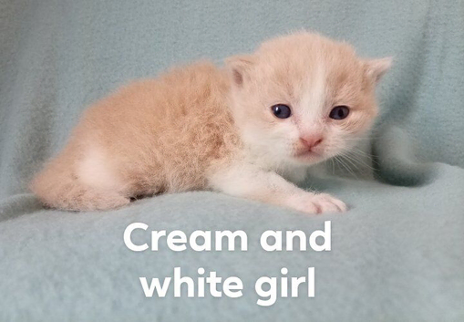 Beautiful BSH kittens ready to book