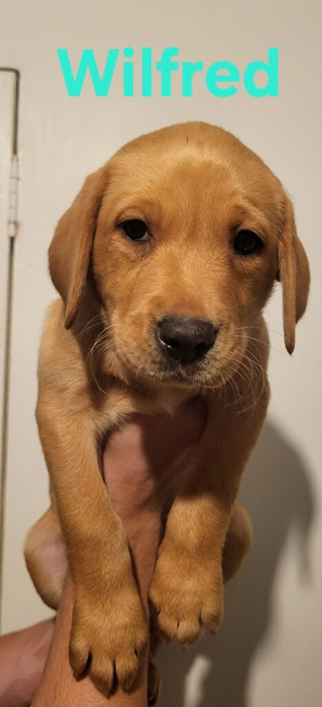 Working labrador red fox