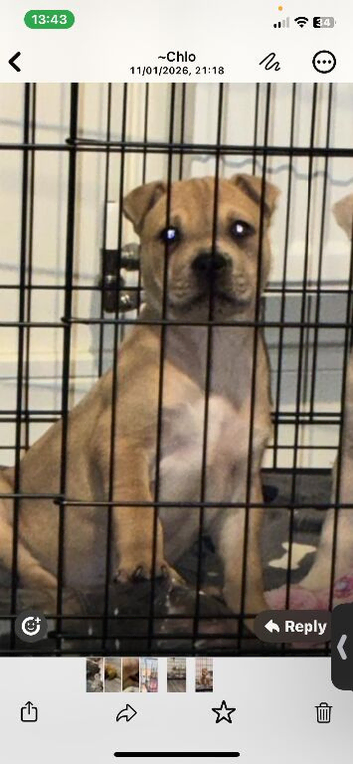 Bullpei 10 month old puppy