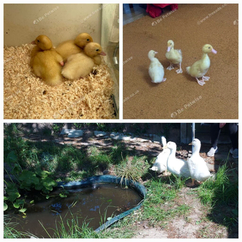 Free young male Pekin