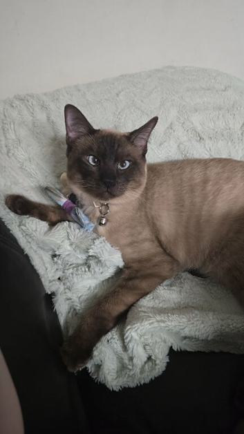 Seal point siamese
