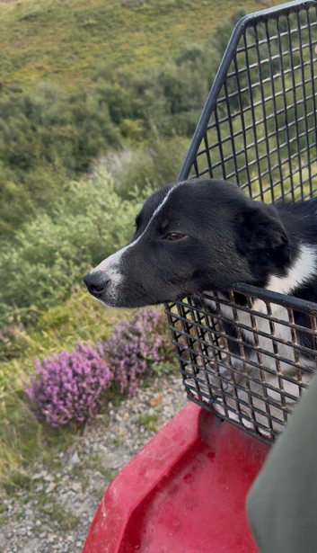 Failed sheepdog looking for quiet/ active  pet home