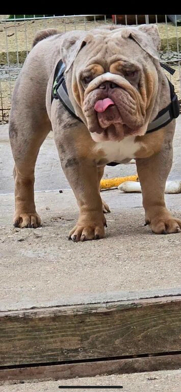 Lilac Tri Merle English bulldog STUD