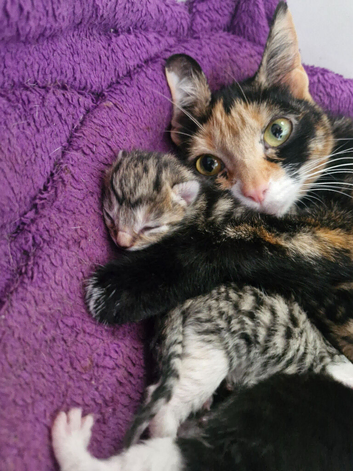 Maincoon cross kittens for sale