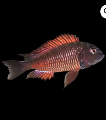 Tanganyika Tropheus Moliro group