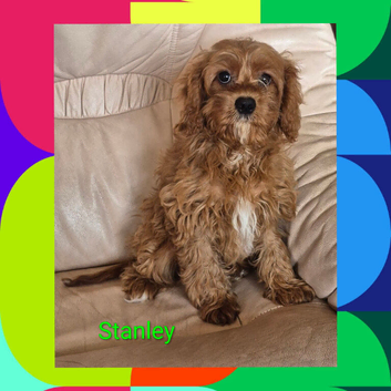 Beautiful red apricot F1 Cavapoo boy