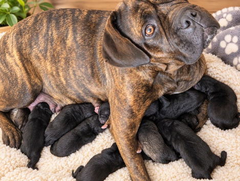 Presa canario X sharpi