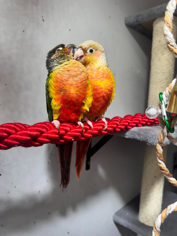 Pair of green cheeked conures