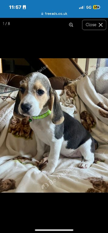 Stunning beagle boy