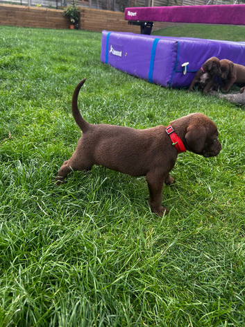 German short haired pointer mix