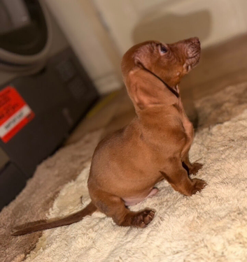 Beautiful Dachshund x Miniature Jack Russell Puppies