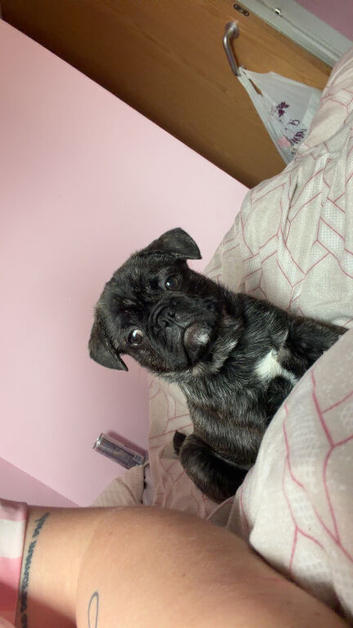 French cross pug