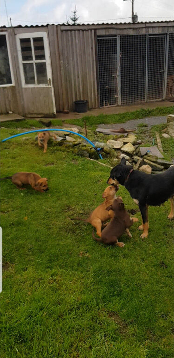 welsh sheepdog cross pure kelpie
