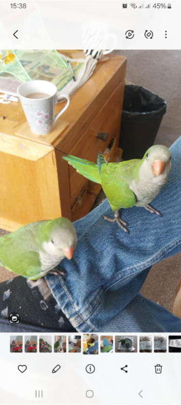 Hand tame 10 weeks old male quacker parrot